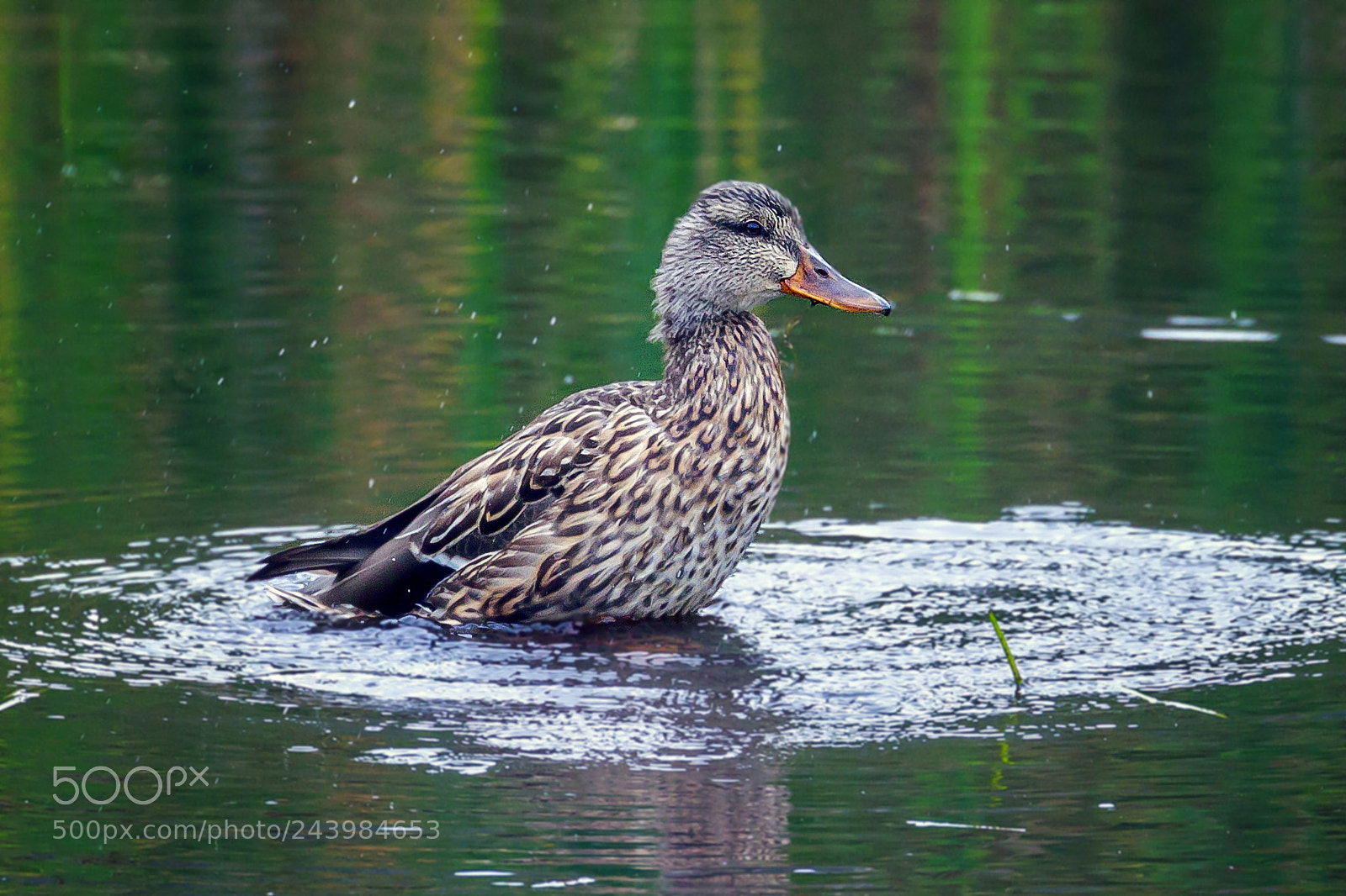 Canon EOS 7D Mark II sample photo. Female mallard photography