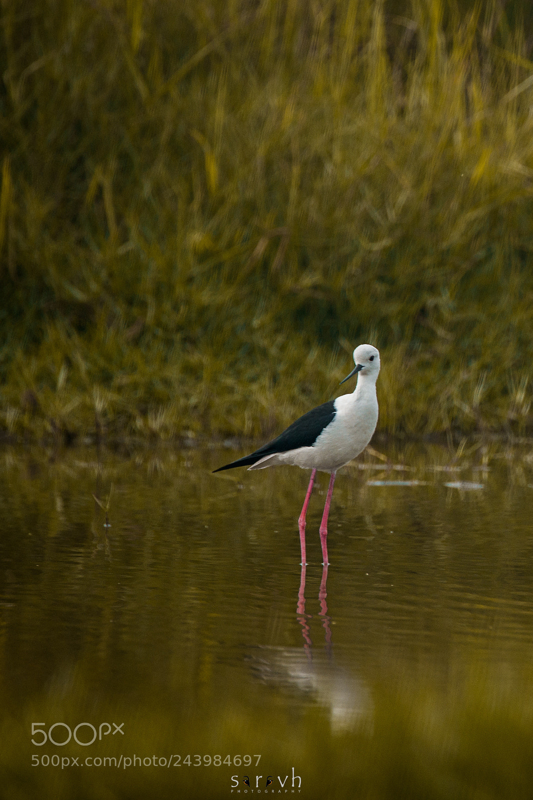 Sony SLT-A99V sample photo. Black winged stilt photography