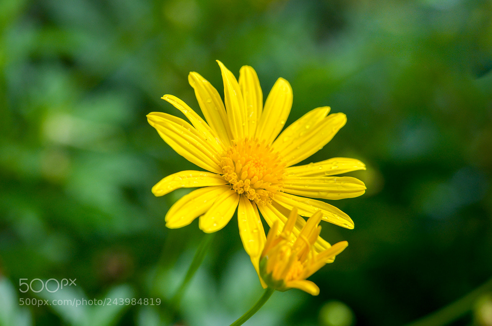 Nikon D610 sample photo. Colorful yellow flower photography