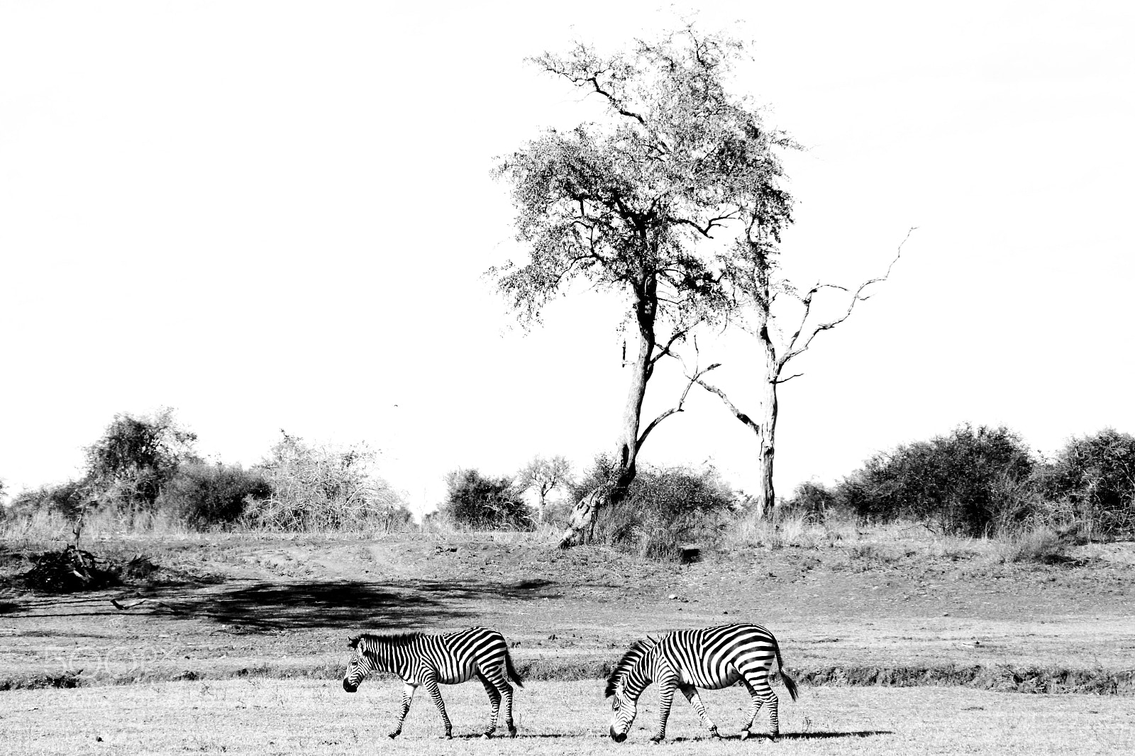 Canon EOS 50D sample photo. Zebra-scape photography