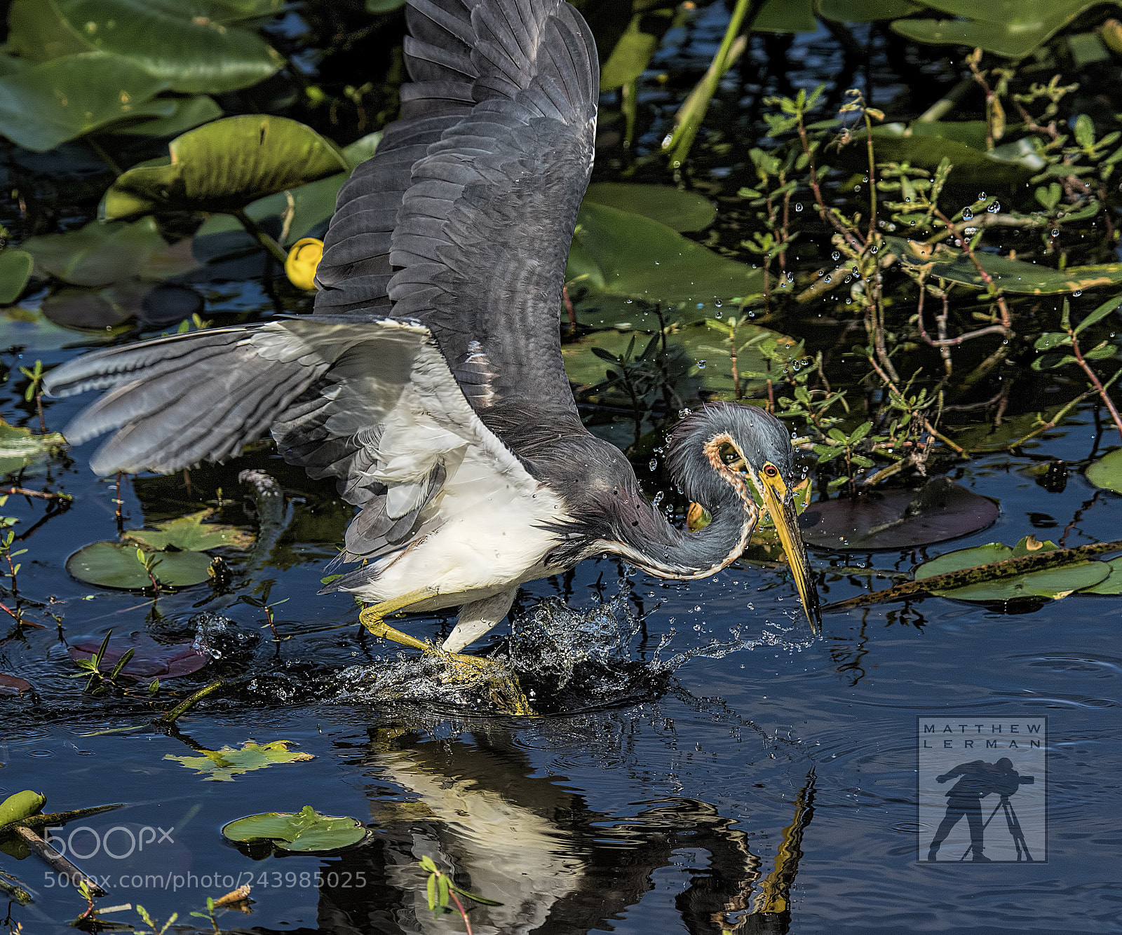 Nikon D810 sample photo. Tricolored  heron photography