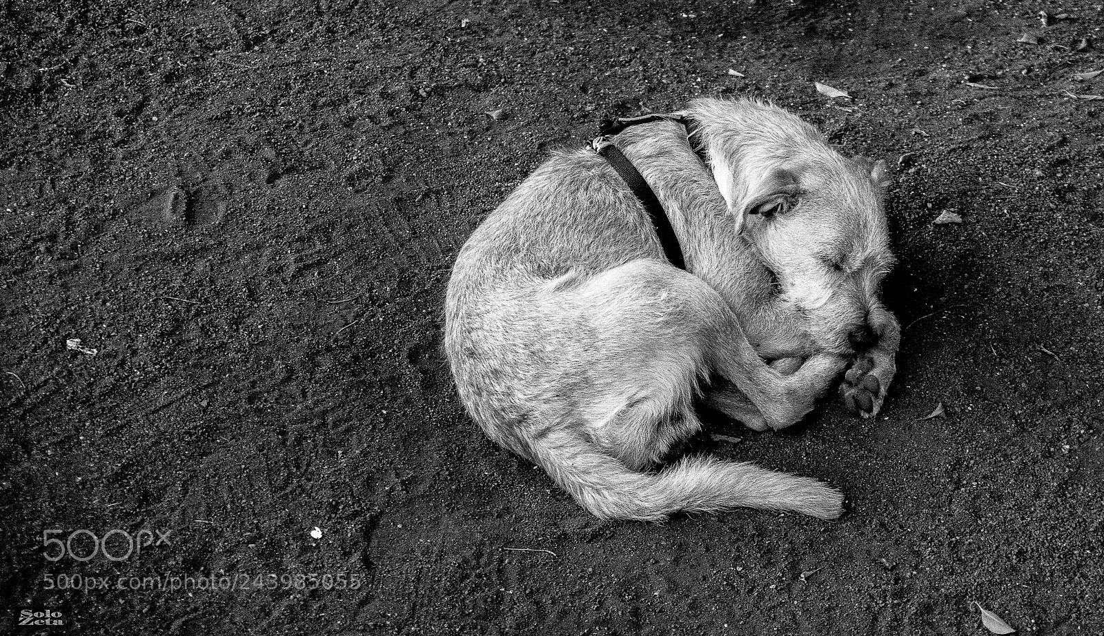 Sony a6300 sample photo. Rayo duerme la siesta photography