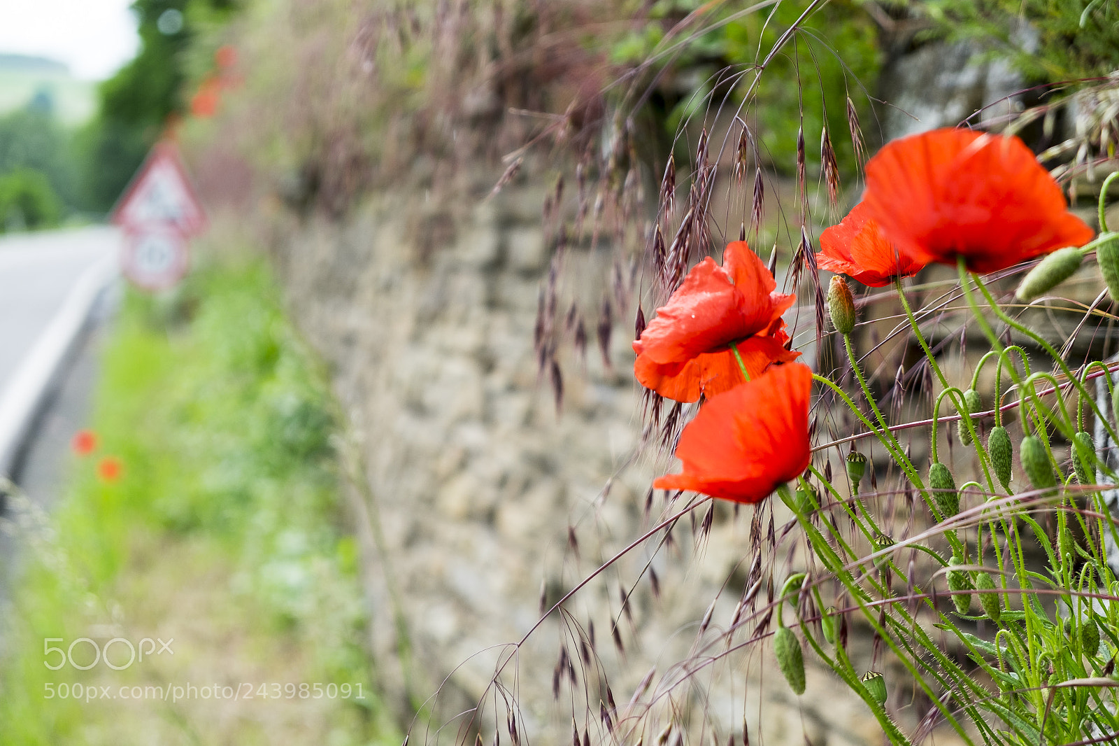 Fujifilm X-T1 sample photo. Mohn_vor_baustelle photography