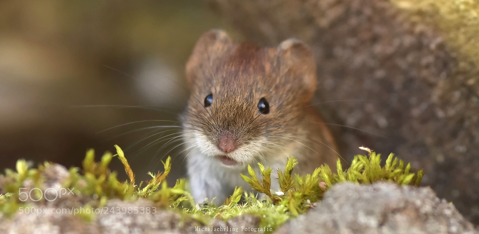 Nikon D7200 sample photo. Mouse finn have a photography