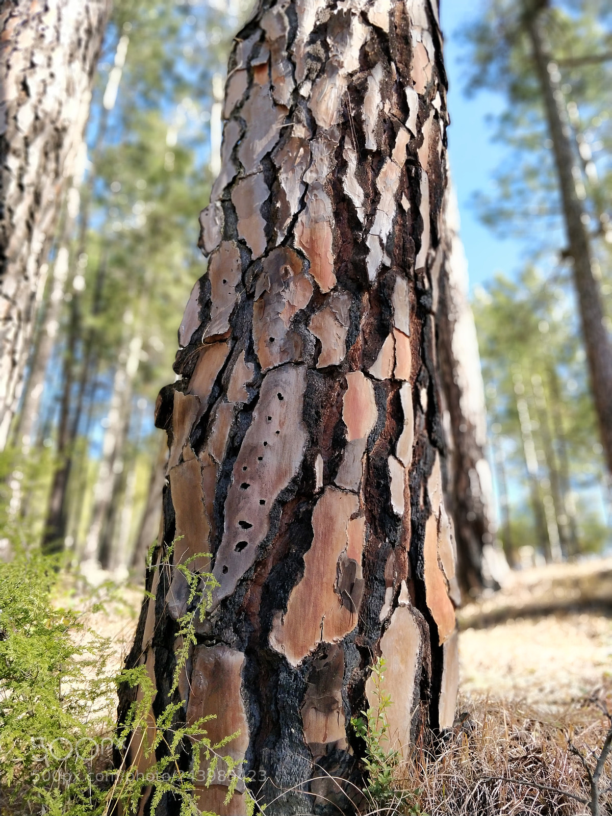 OnePlus 5T sample photo. Nature photography