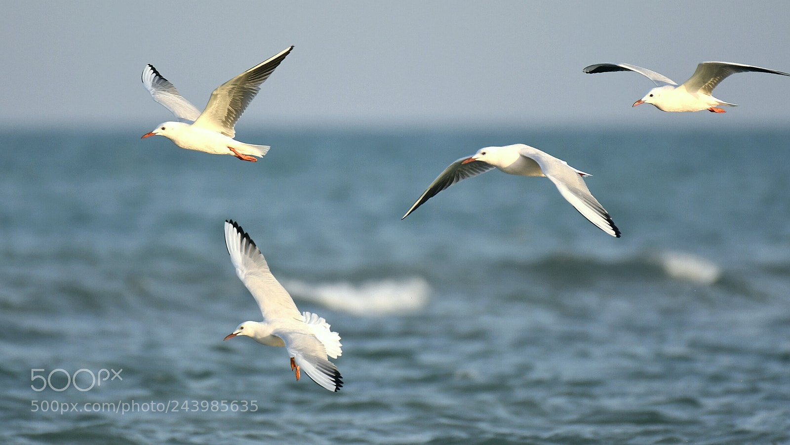 Nikon AF-S Nikkor 200-500mm F5.6E ED VR sample photo. Gulls photography
