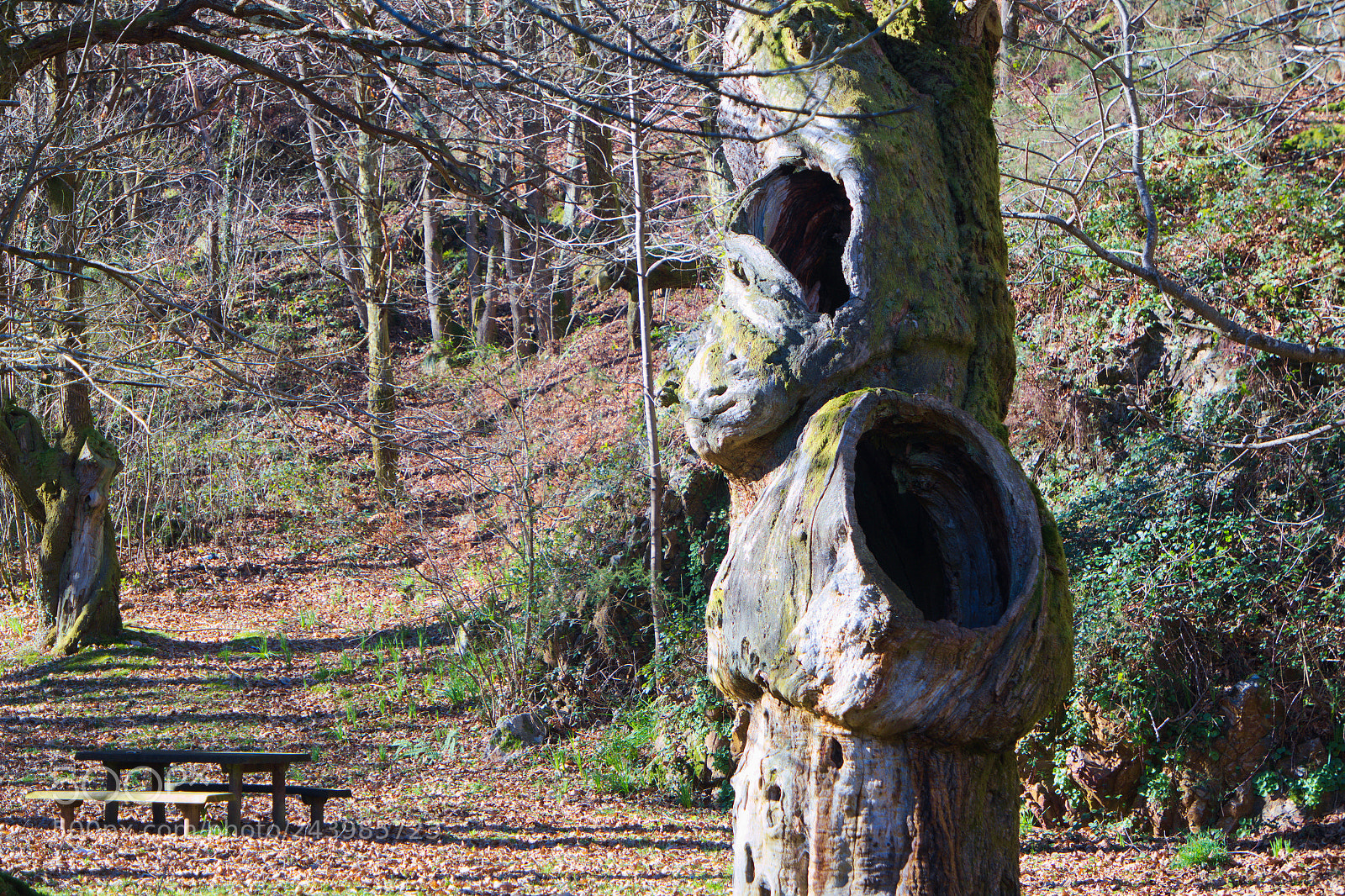 Samsung NX3000 sample photo. Tree photography