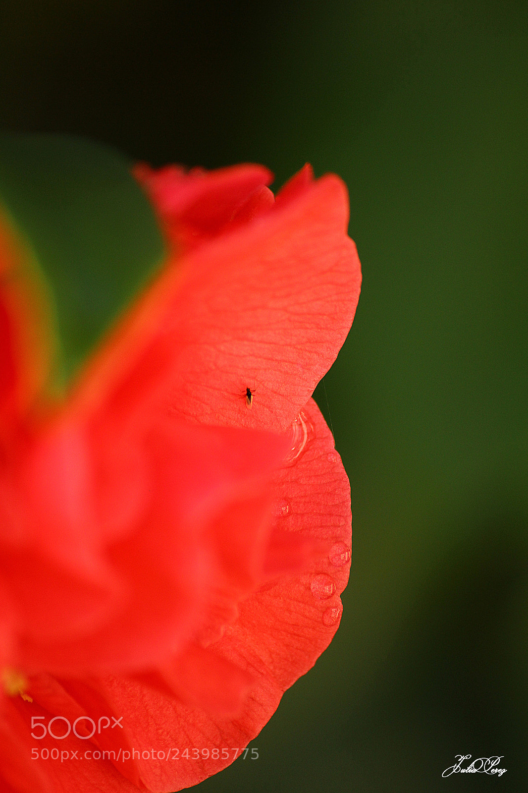 Canon EOS 550D (EOS Rebel T2i / EOS Kiss X4) sample photo. Petite mouche sur fleur photography