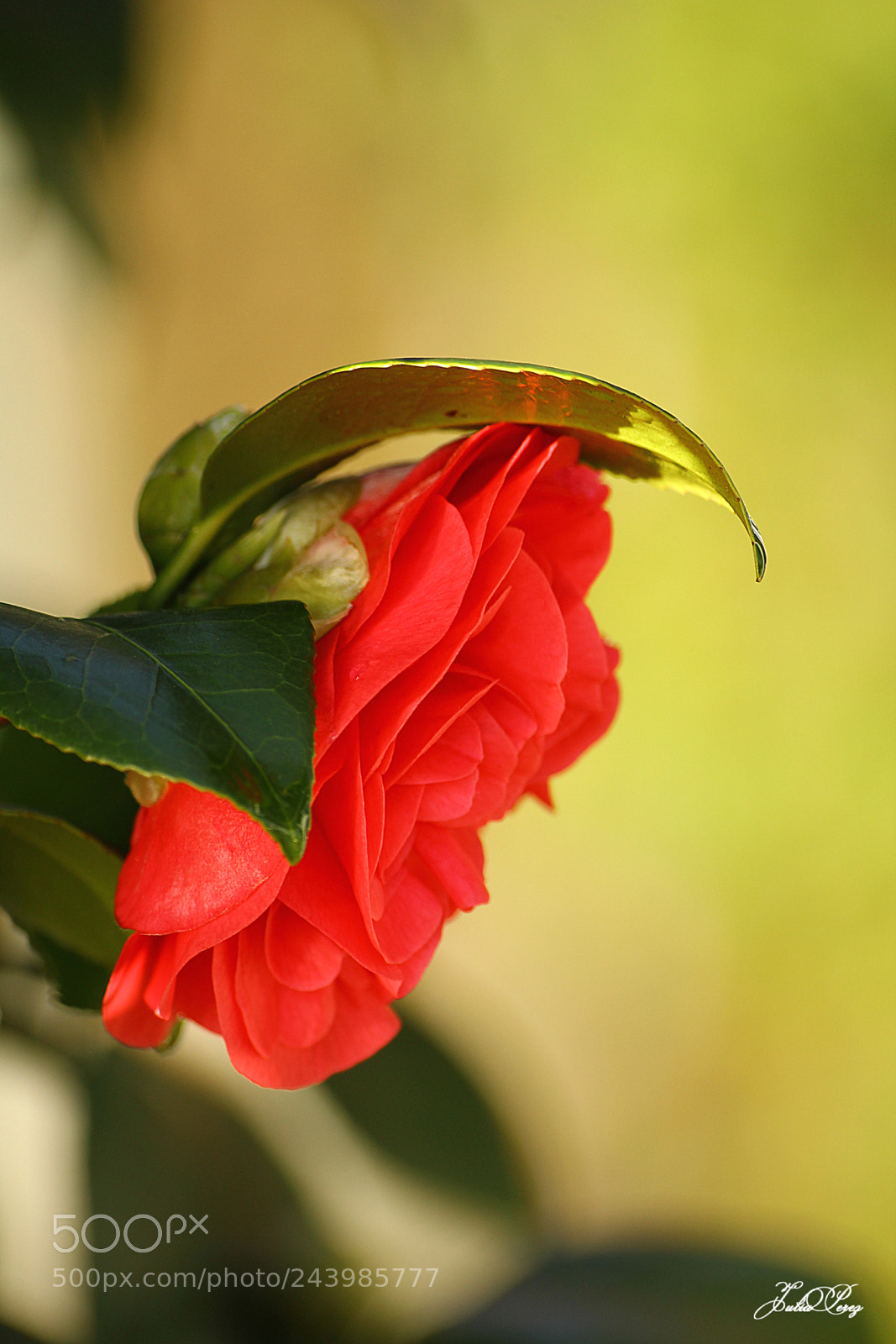 Canon EOS 550D (EOS Rebel T2i / EOS Kiss X4) sample photo. Fleur de cam lia photography