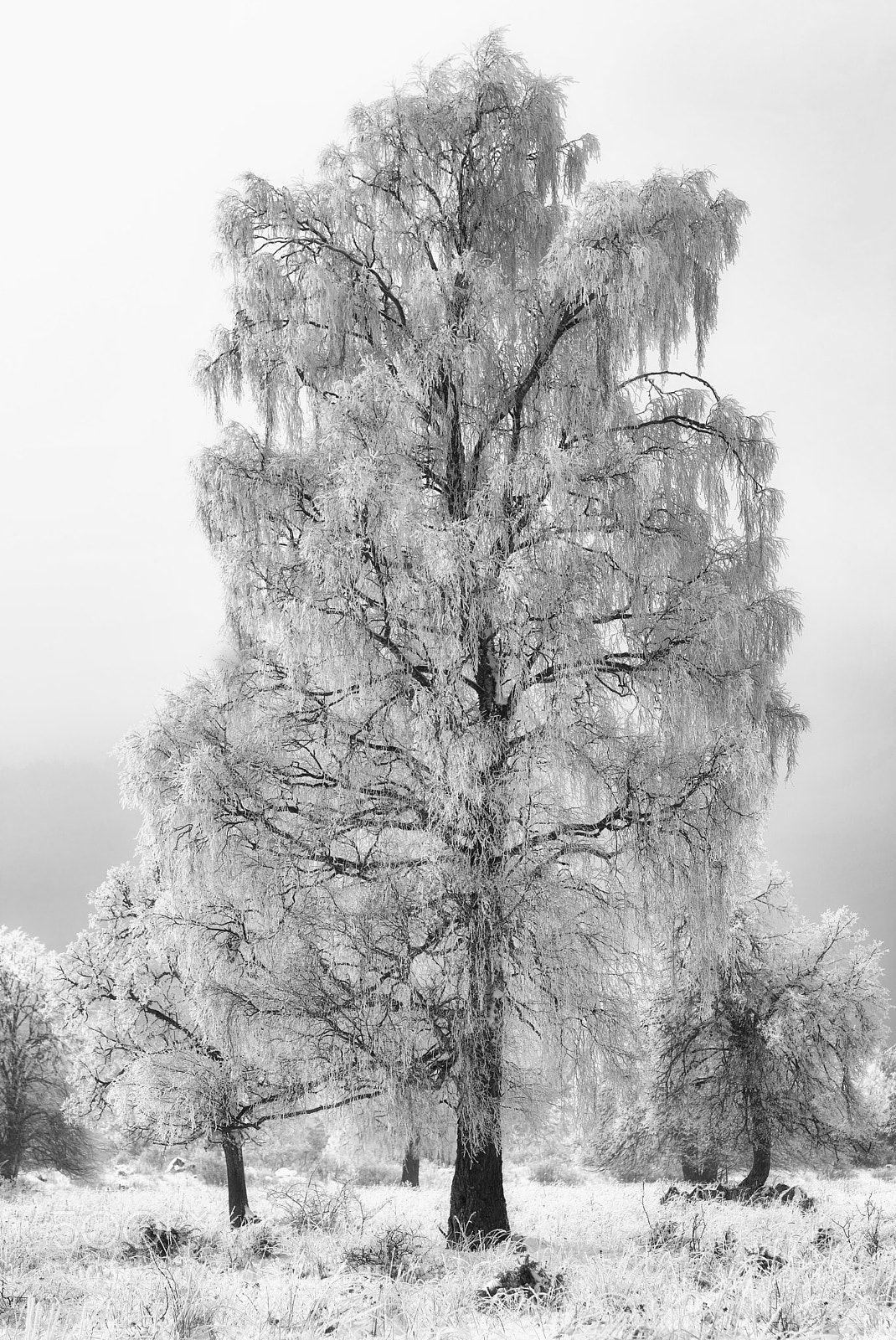 Nikon D500 sample photo. Birch tree photography