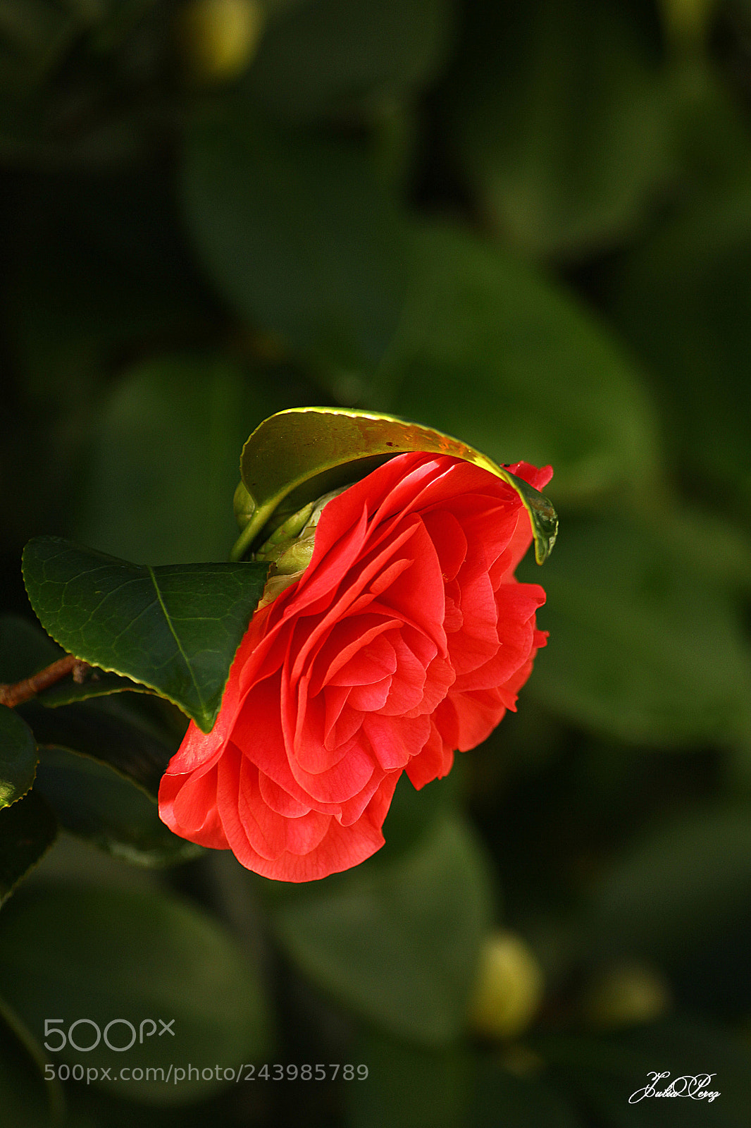 Canon EOS 550D (EOS Rebel T2i / EOS Kiss X4) sample photo. Fleur de cam lia photography