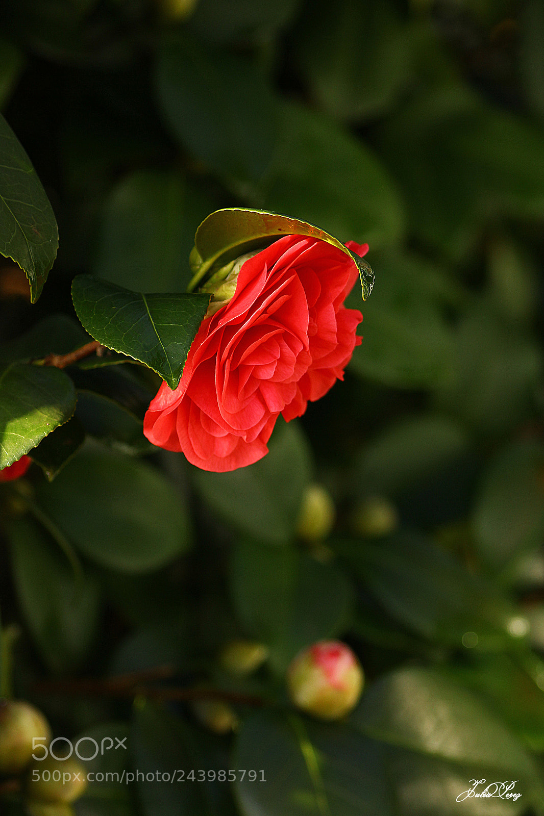 Canon EOS 550D (EOS Rebel T2i / EOS Kiss X4) sample photo. Premi re fleur de photography