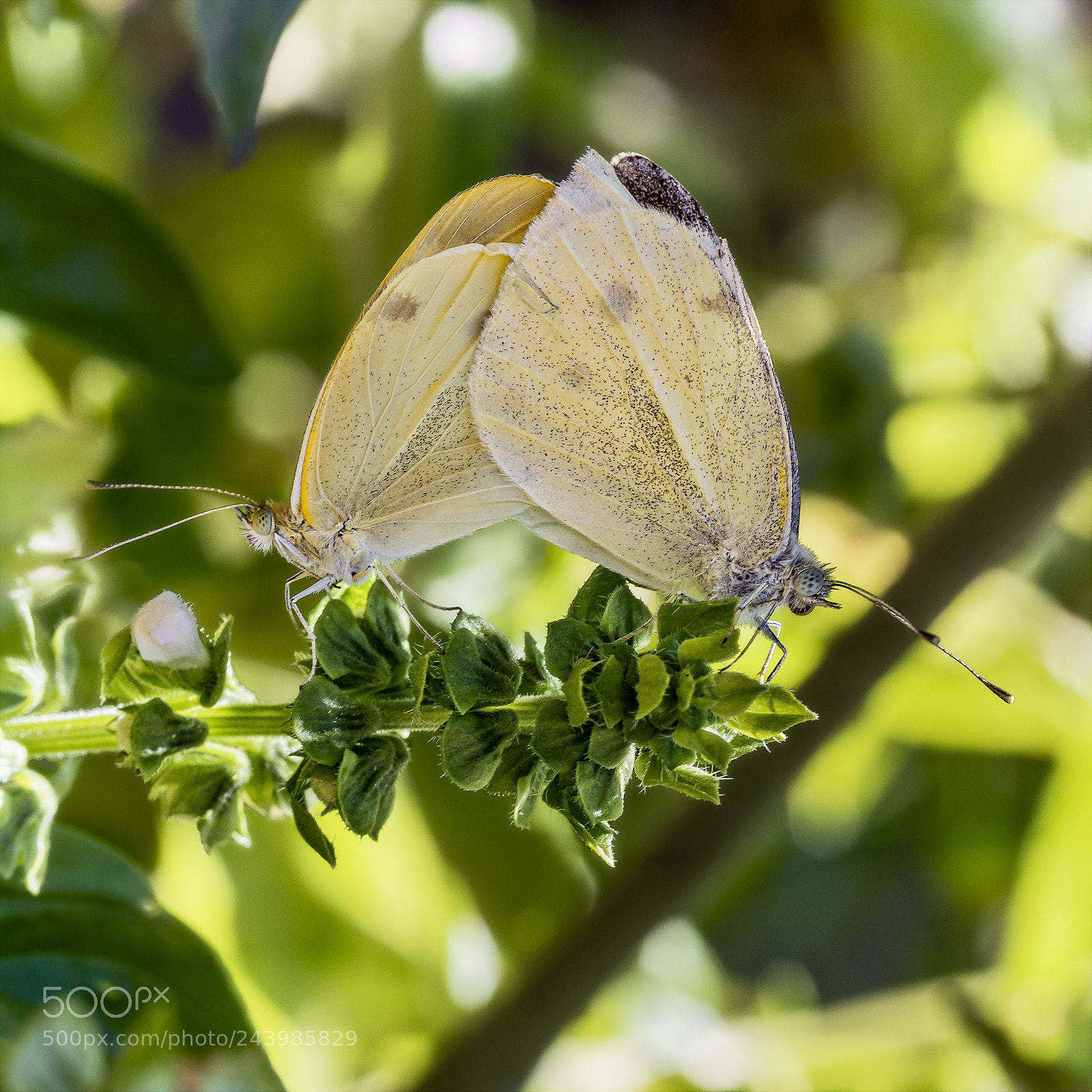 Olympus OM-D E-M5 sample photo. White butterflies mating #2 photography