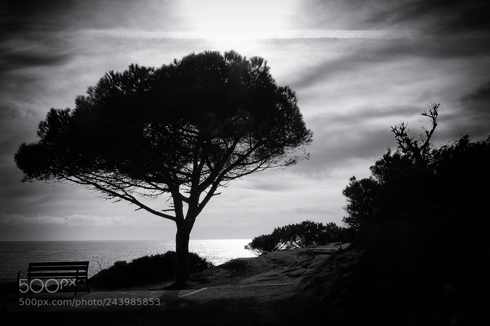 Fujifilm X30 sample photo. The tree photography