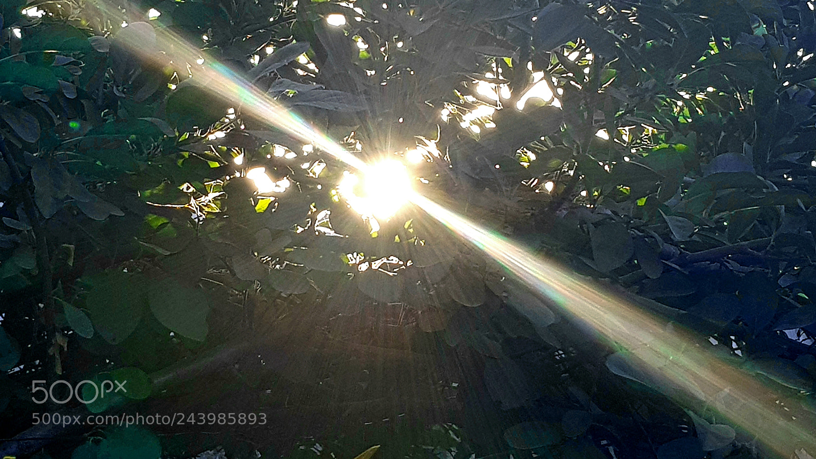 Samsung Galaxy S8+ sample photo. Sunshine photography