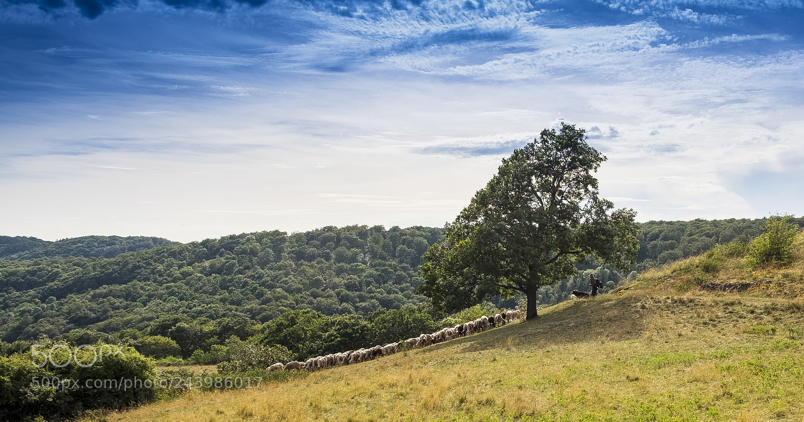 Fujifilm X-T1 sample photo. Schafherde photography