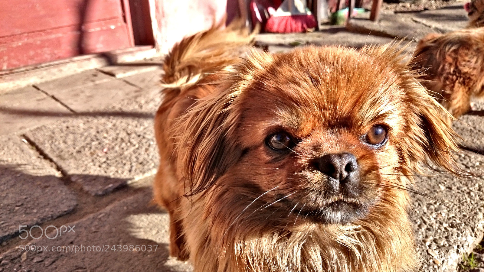Sony Xperia Z2 sample photo. 20171225_115136.jpg photography