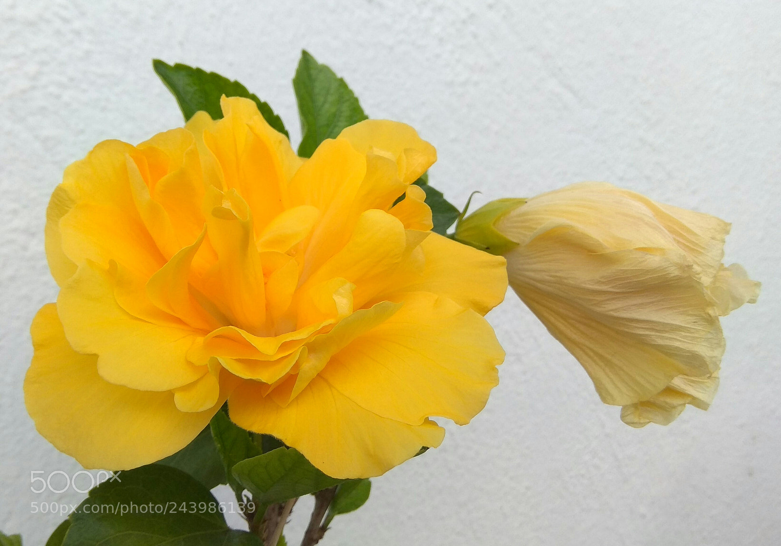 Xiaomi Redmi Note 4 sample photo. Siblings photography