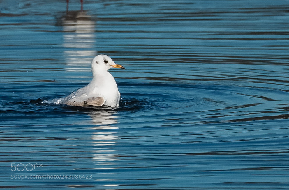 Olympus OM-D E-M5 II sample photo. Seagull photography