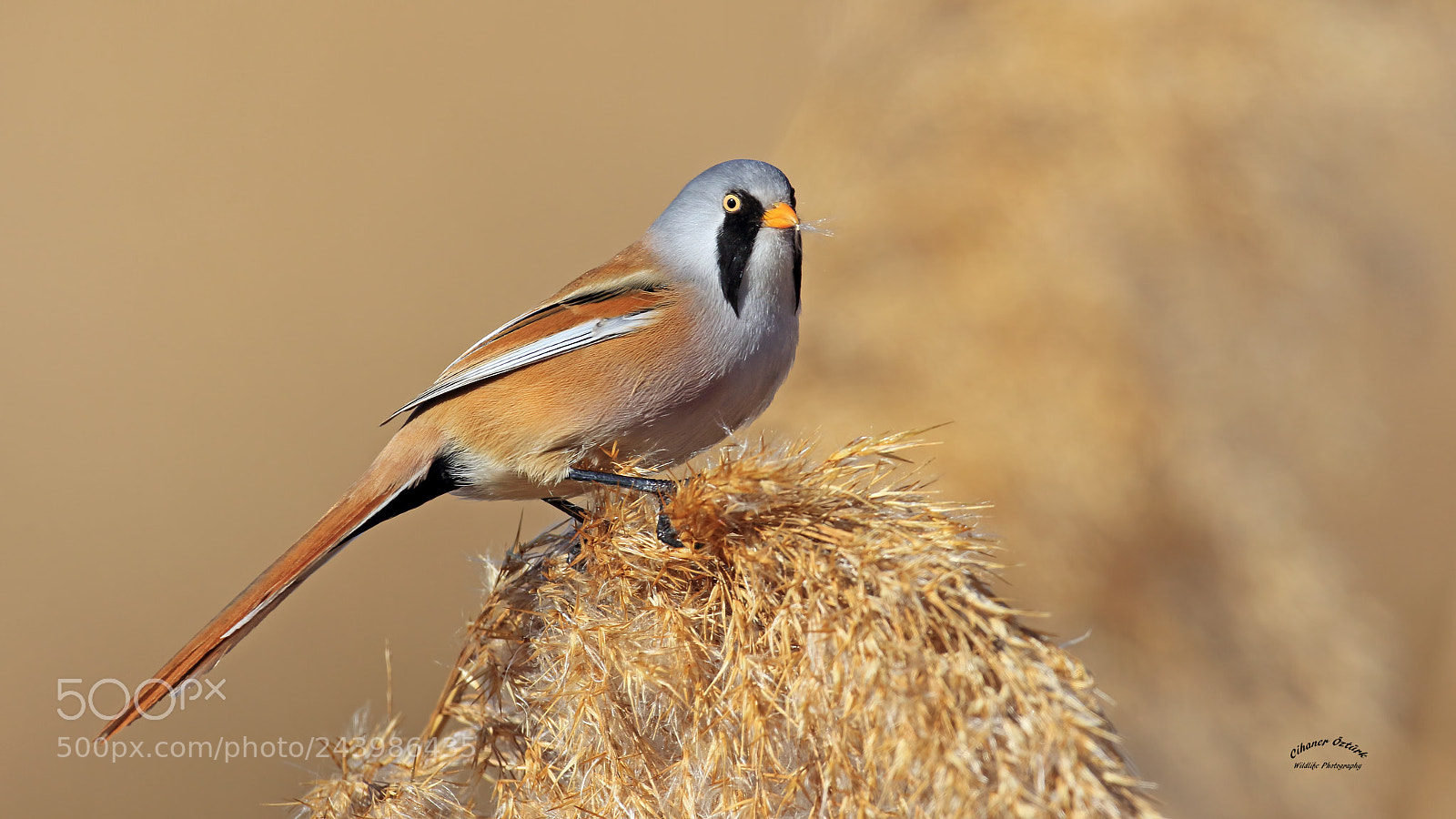 Canon EOS 7D Mark II sample photo. Bearded reedling photography