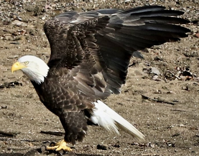 Canon EOS 7D Mark II sample photo. Bald  eagle photography