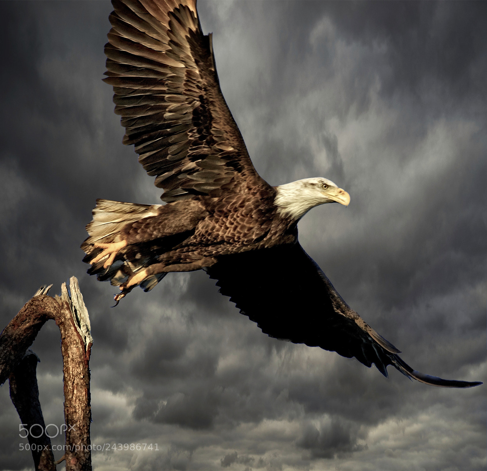 Canon EOS 7D Mark II sample photo. Eagle in flight photography