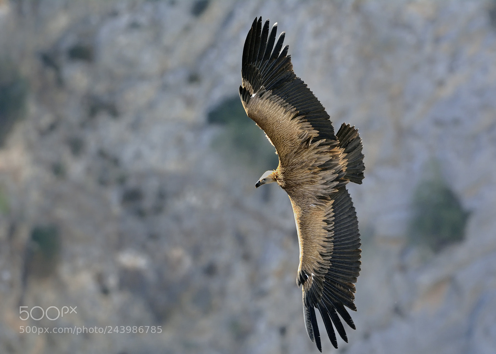Nikon D7100 sample photo. Griffon vulture showing its photography