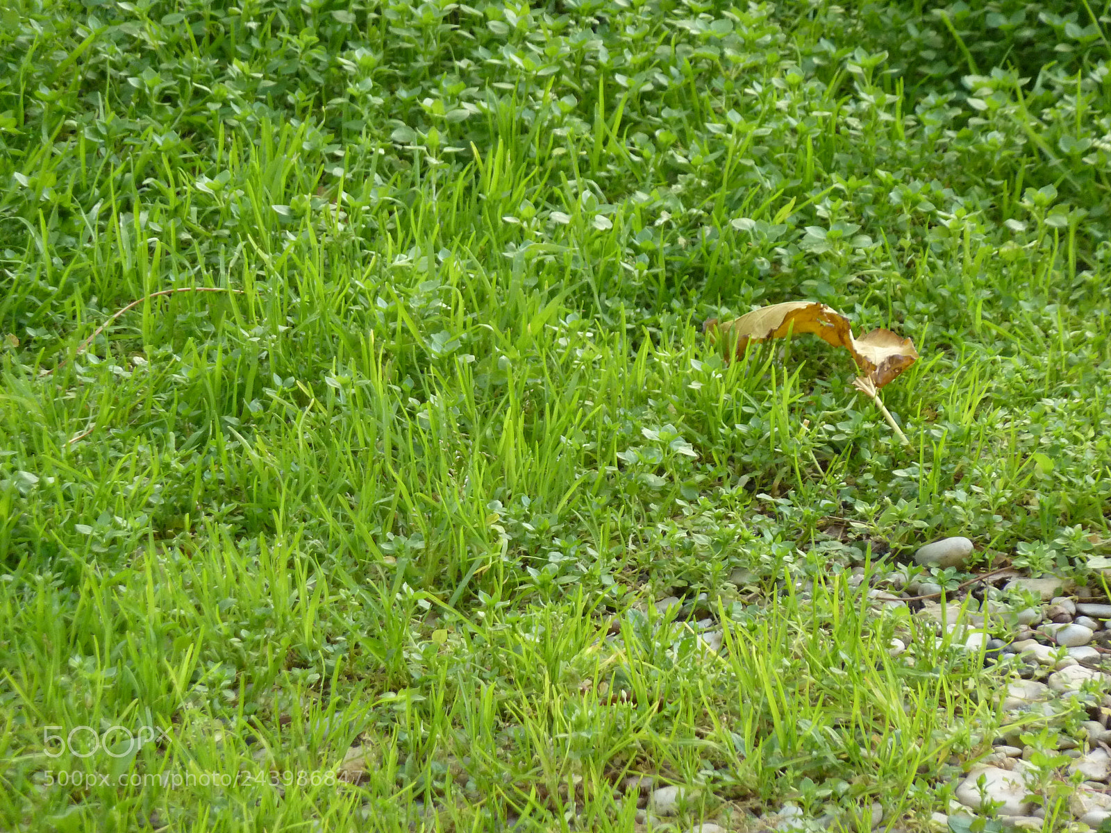 Panasonic Lumix DMC-ZS7 (Lumix DMC-TZ10) sample photo. Grass photography