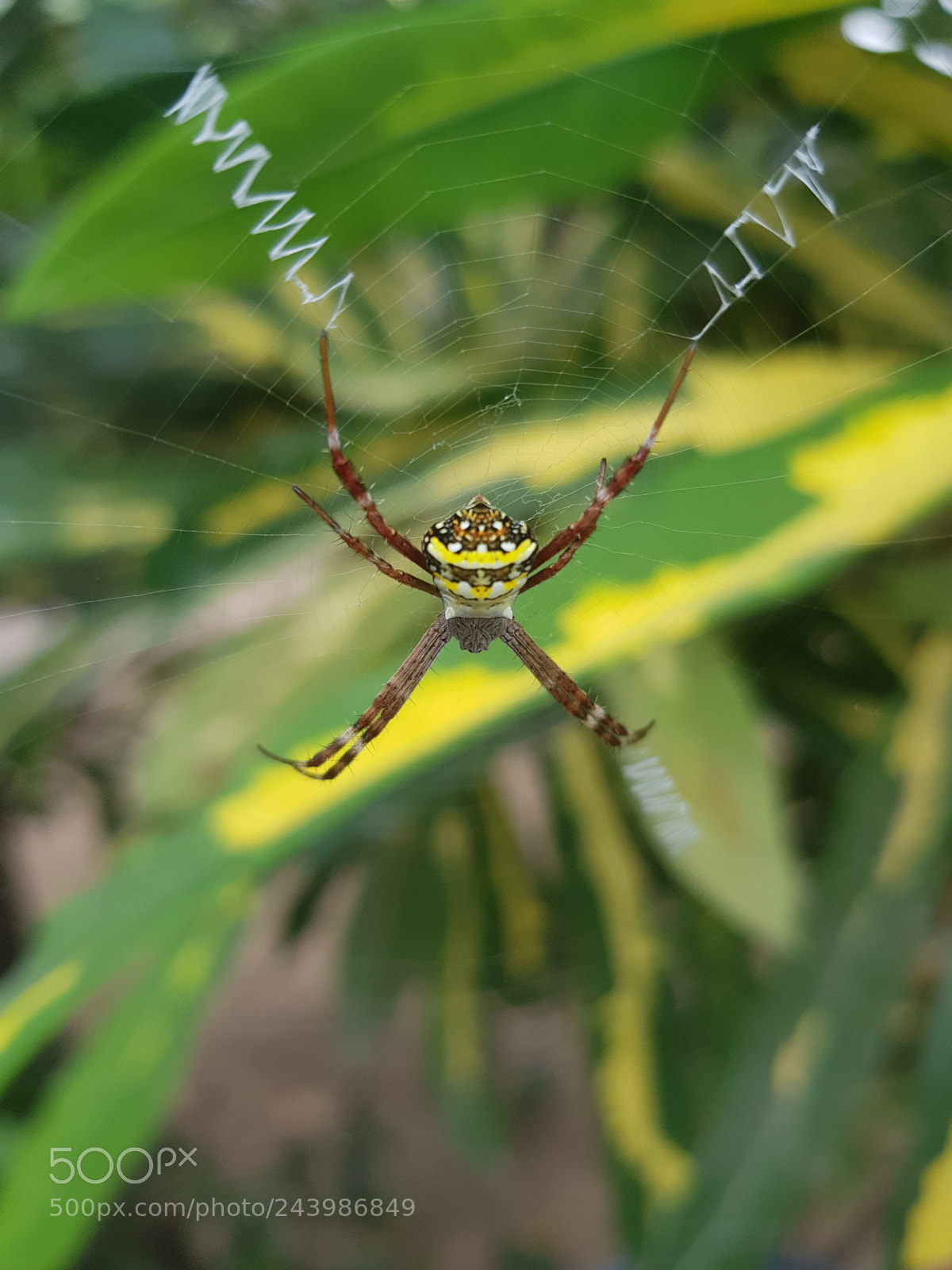 Samsung Galaxy S8 sample photo. Untitled photography