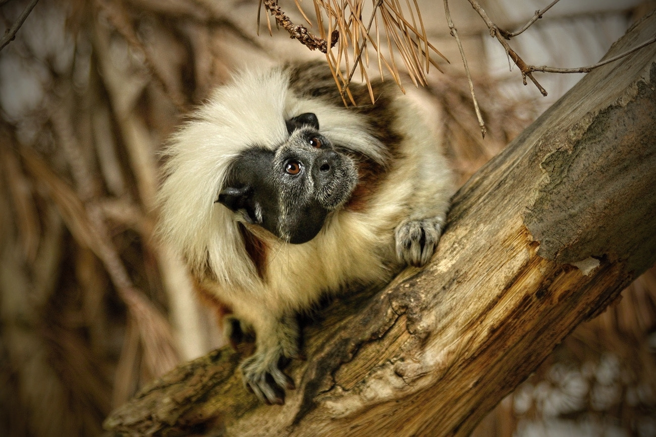 Canon EF 70-300mm F4-5.6 IS USM sample photo. Saguinus oedipus photography