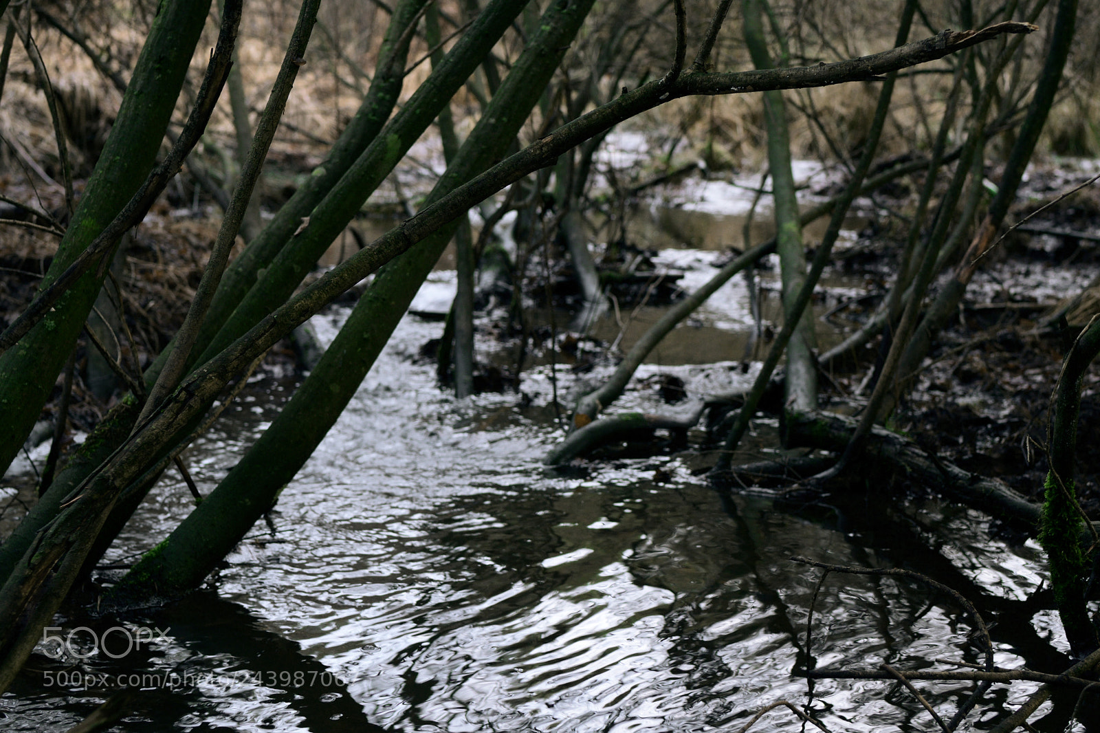 Nikon D7500 sample photo. Under the undergrowth photography