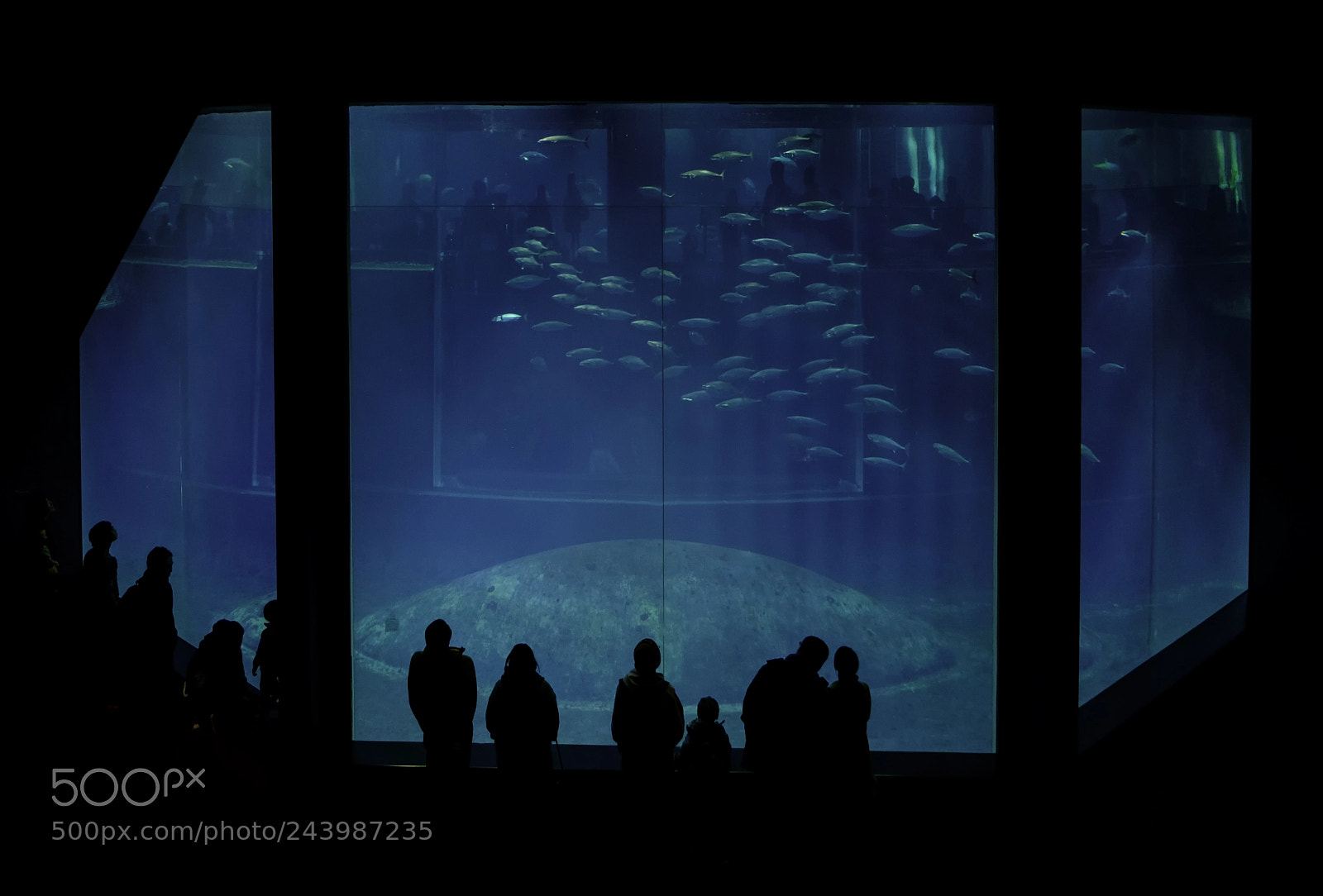 Fujifilm X-E2 sample photo. Fishtank photography