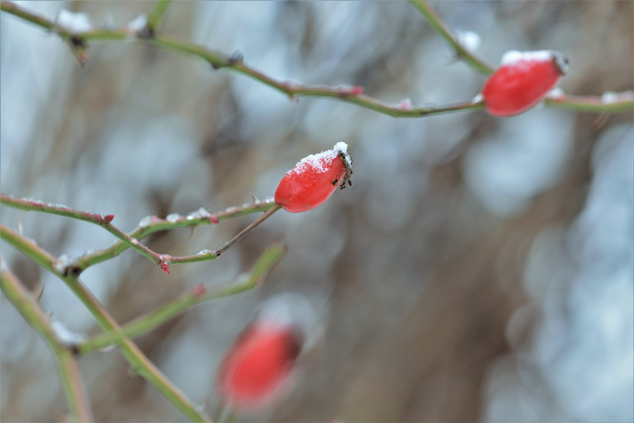 Nikon AF-S Micro-Nikkor 105mm F2.8G IF-ED VR sample photo. Winter evening photography