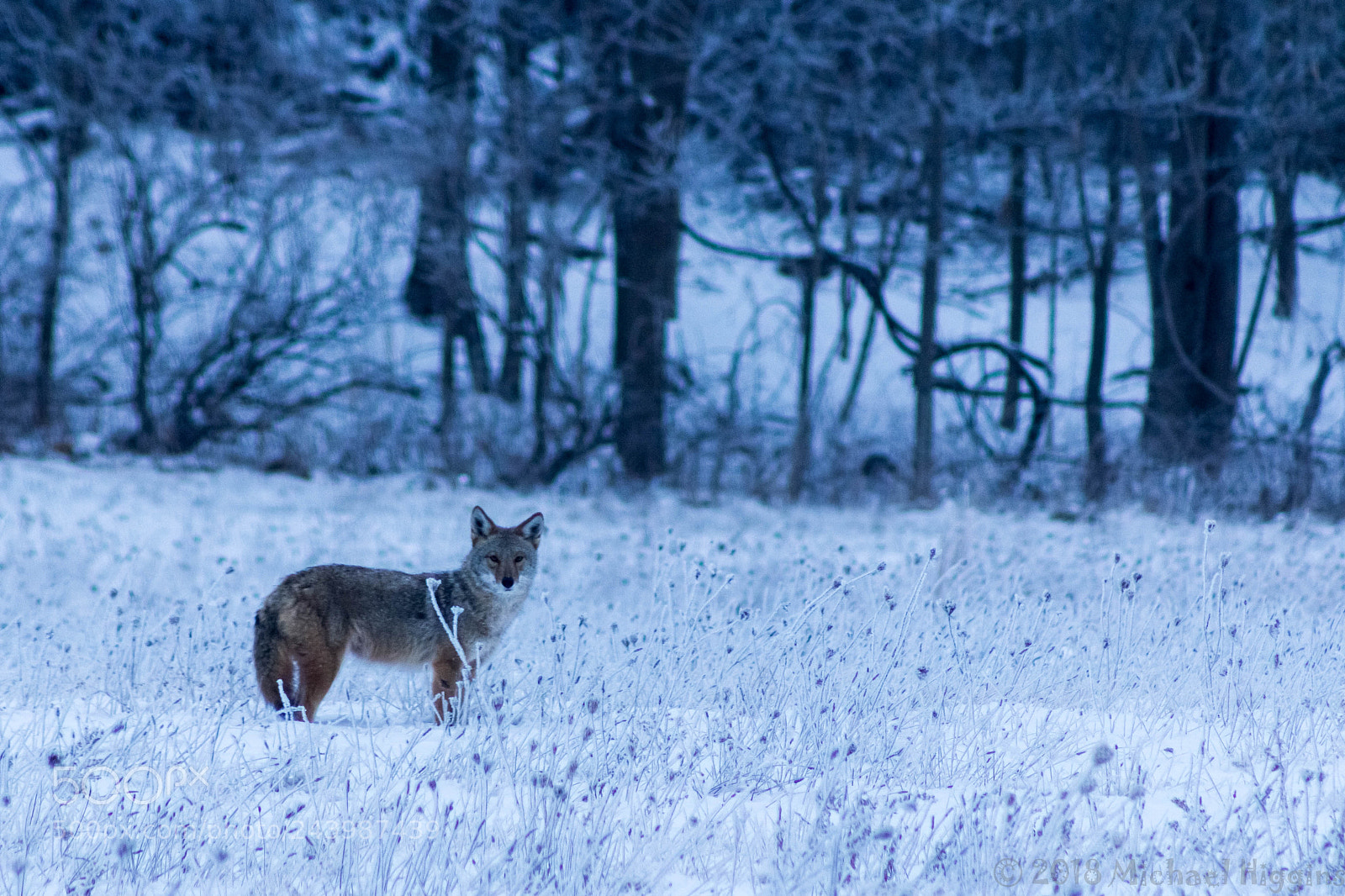 Canon EOS 1200D (EOS Rebel T5 / EOS Kiss X70 / EOS Hi) sample photo. New year coyote ii photography
