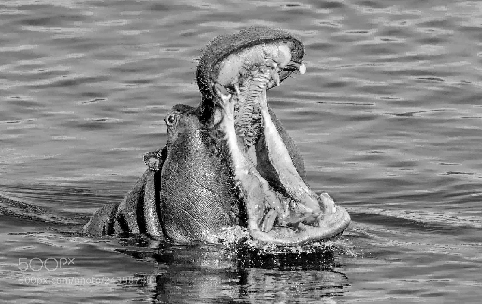 Nikon D3S sample photo. Yawn photography