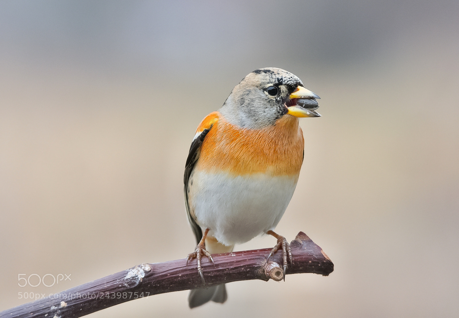 Nikon D7200 sample photo. Brambling photography