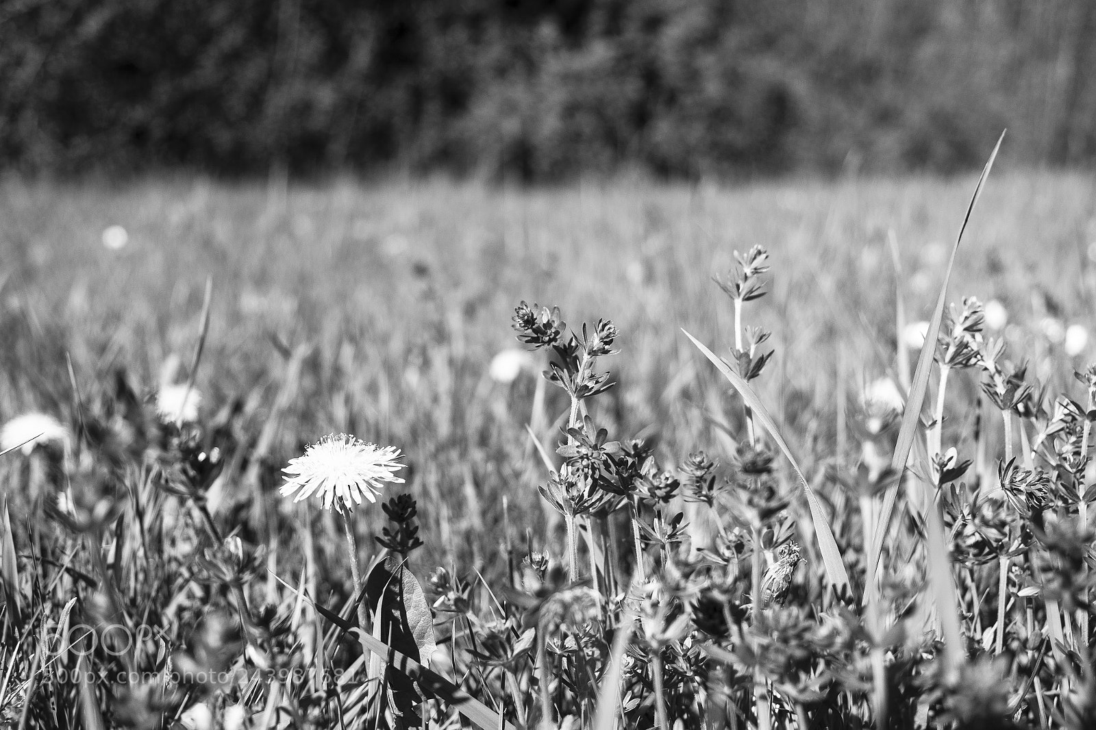 Fujifilm X-T1 sample photo. Löwenzahn in schwarzweiss photography