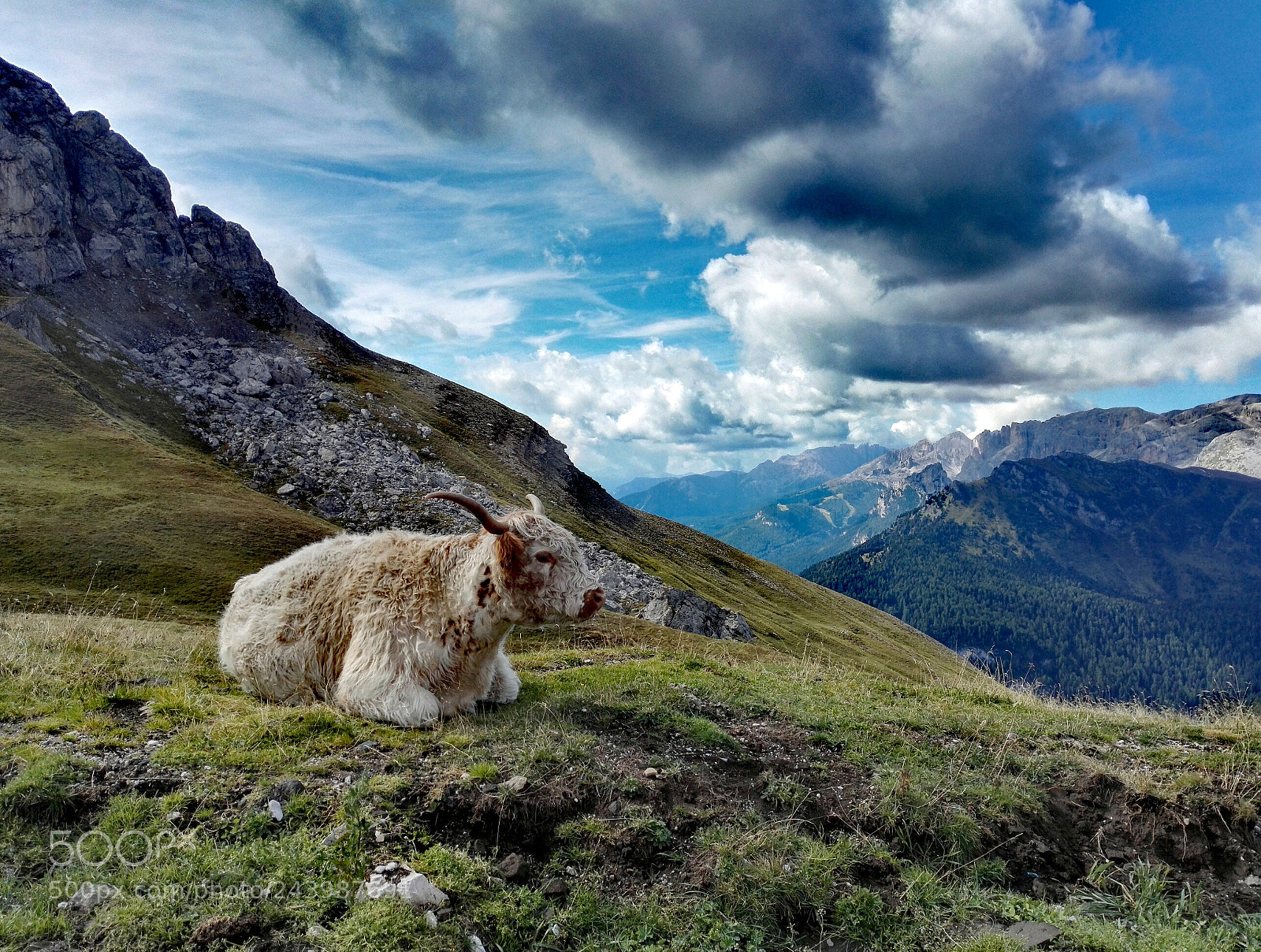 HUAWEI Honor 7 sample photo. Mountain cow photography
