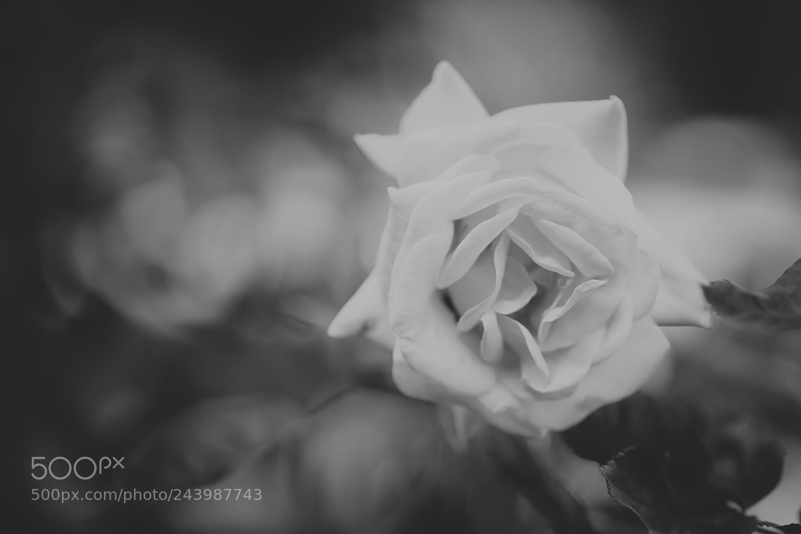 Sony a7 sample photo. Rose photography