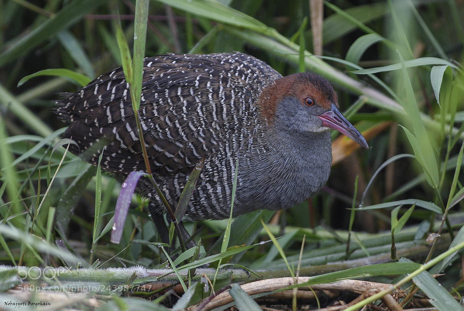 Nikon D500 sample photo. Slaty breasted rail photography