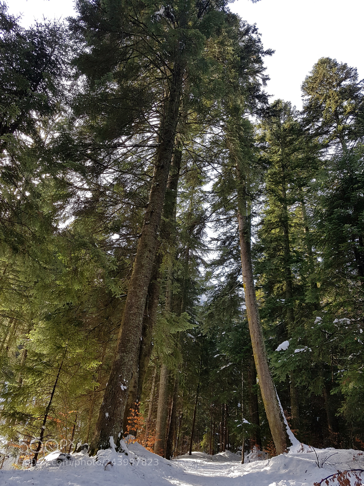 Samsung Galaxy S7 Edge sample photo. Alley in the forest photography