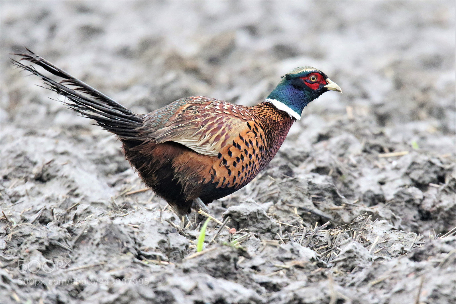 Canon EOS 7D Mark II sample photo. Fazant photography