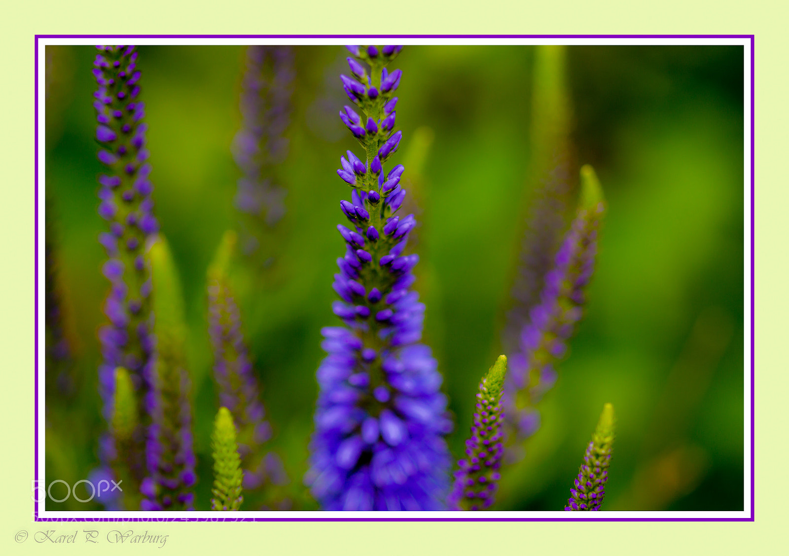 Canon EOS 50D sample photo. Flower-macro photography