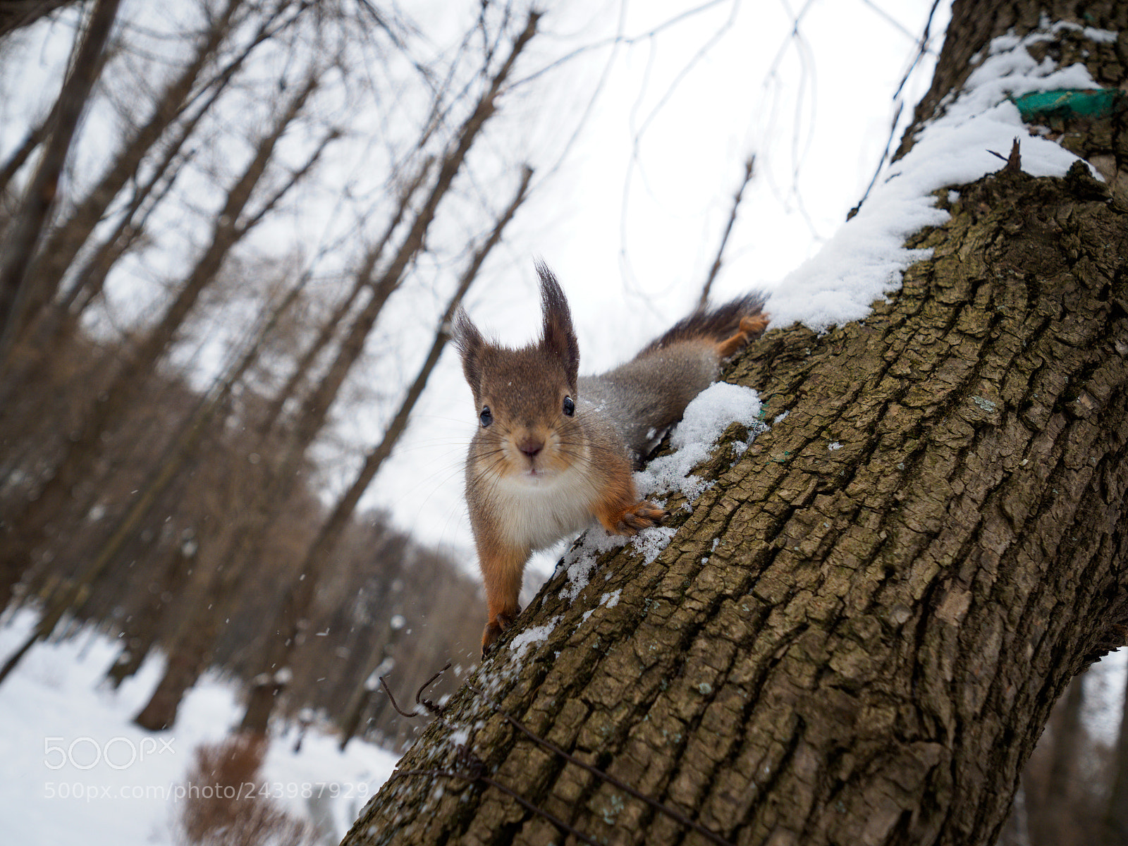 Olympus OM-D E-M1 Mark II sample photo. My woodland neighbours photography