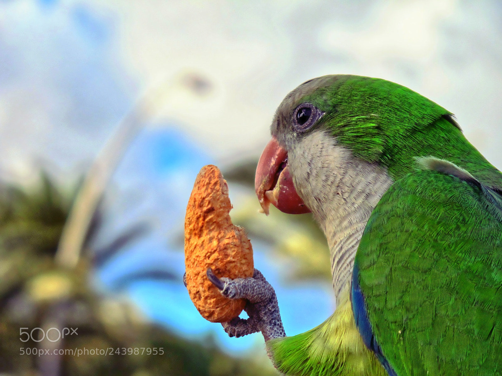 Canon PowerShot G11 sample photo. Free-living parrots in morro photography