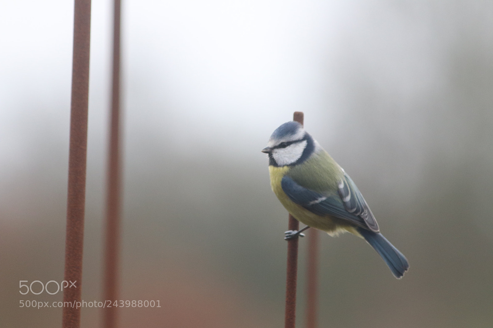 Canon EOS 77D (EOS 9000D / EOS 770D) sample photo. Img photography