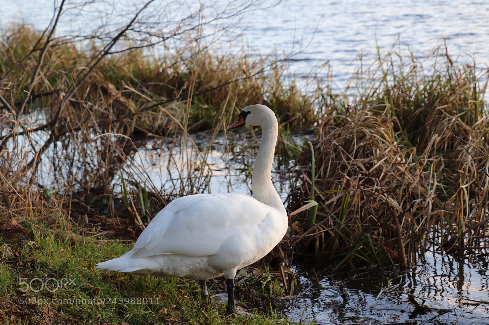 Canon EOS 77D (EOS 9000D / EOS 770D) sample photo. Img photography