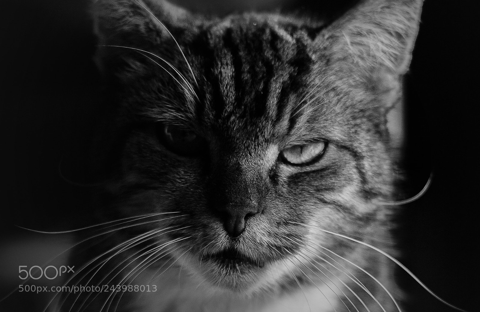 Canon EOS 100D (EOS Rebel SL1 / EOS Kiss X7) sample photo. Eye of the tiger photography