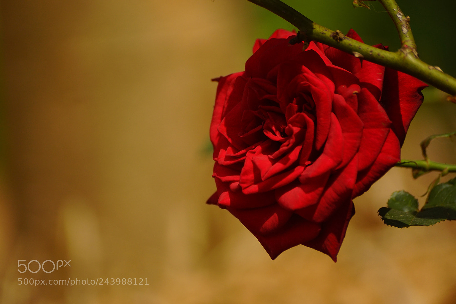 Sony SLT-A68 sample photo. Sun kissed rose!! photography