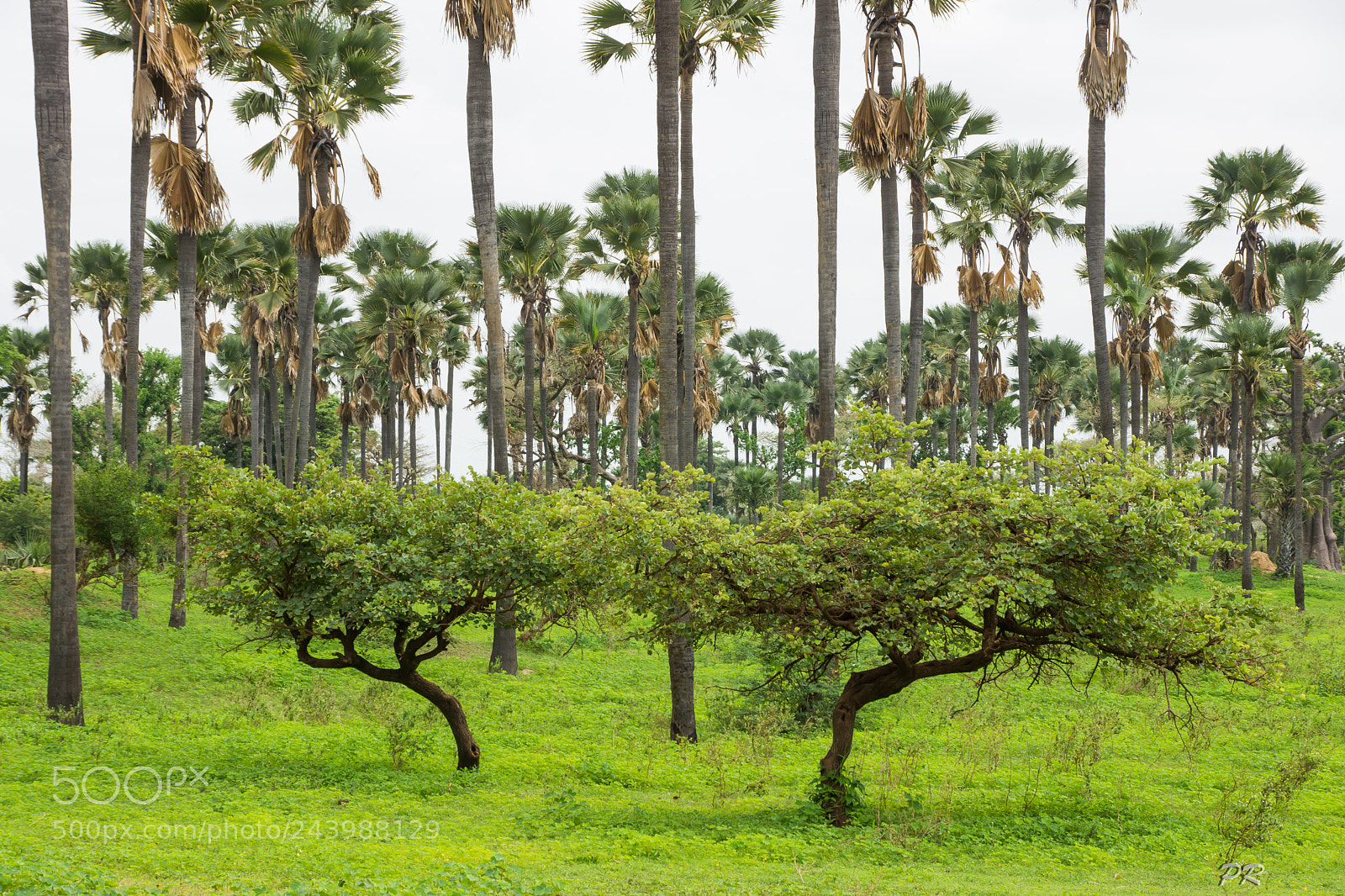 Sony SLT-A77 sample photo. Forest of samba dia photography